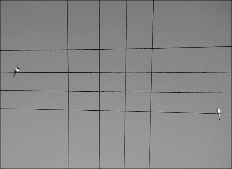 , Krzysztof Trojanowski