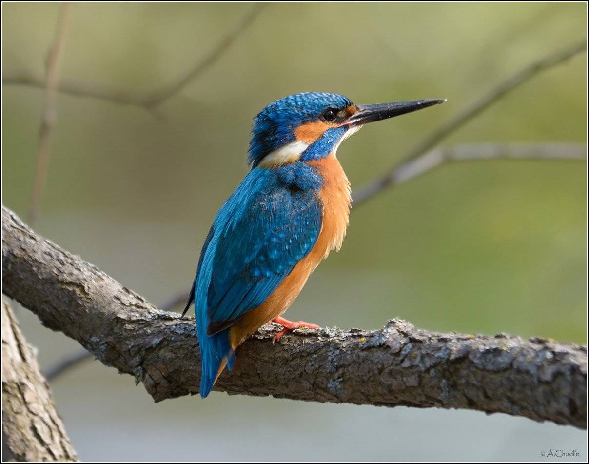 , Александр Чувилин