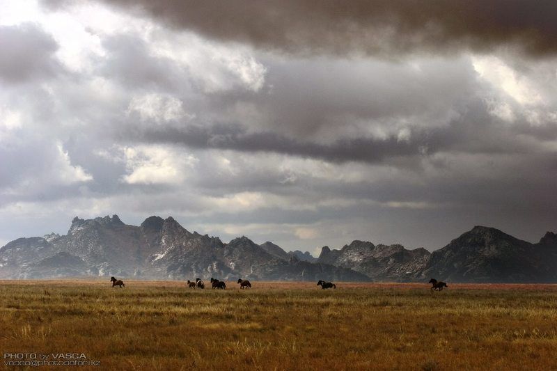 природа, Казахстан, Лошади Аркат фото превью