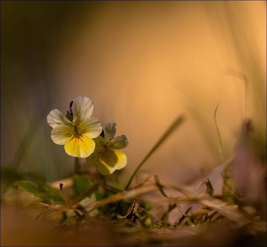 , Бурлов Андрей