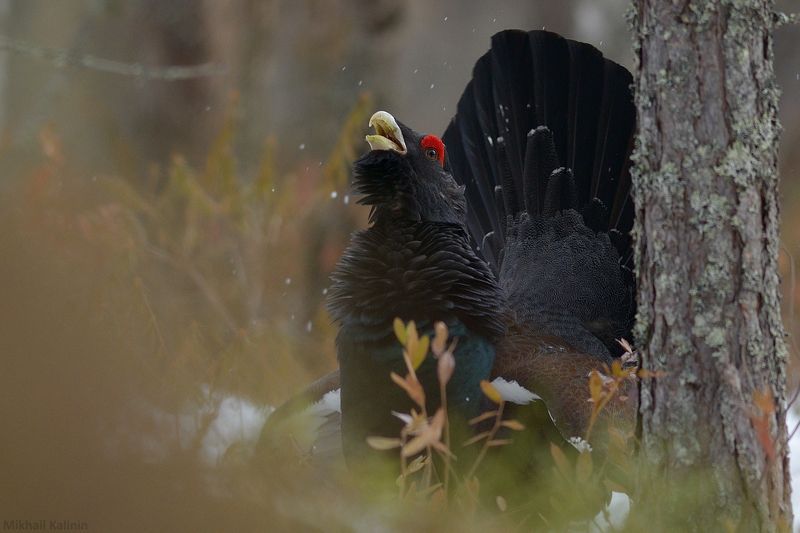 Глухари. фото превью