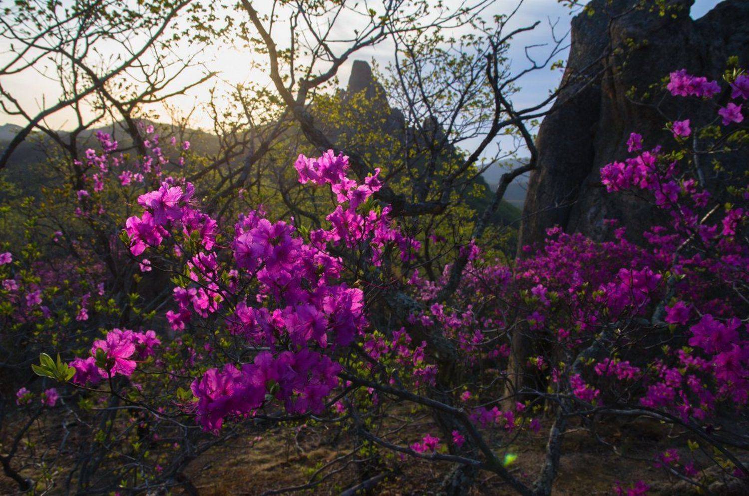 Багульник, рододендрон, скалы, рассвет, цветы, Приморский край., Виталий Берков