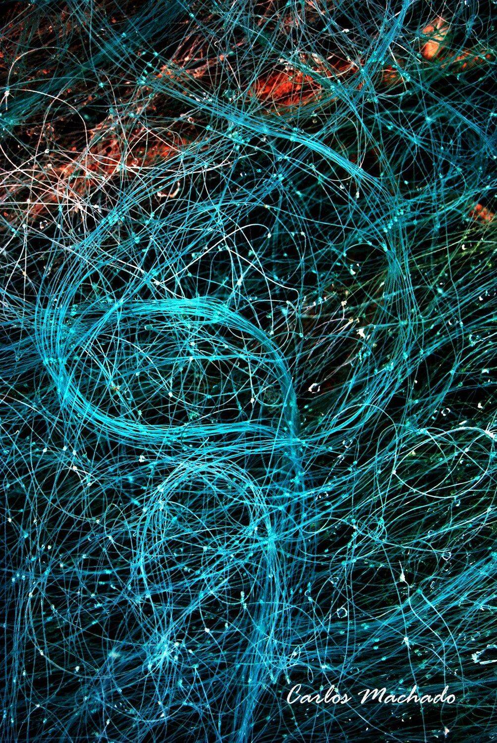 macro, travel, other, reportage, still life,, Carlos Machado