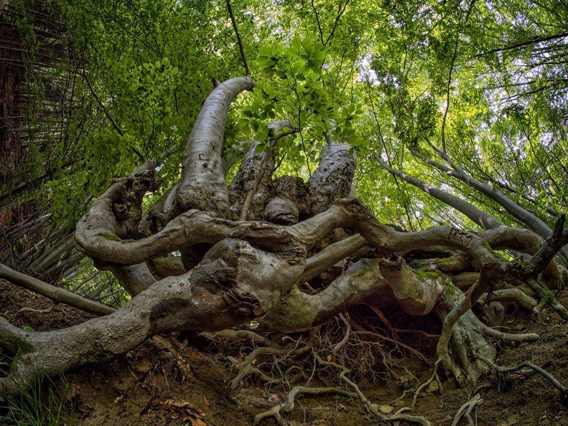 , Димитър Стоянов