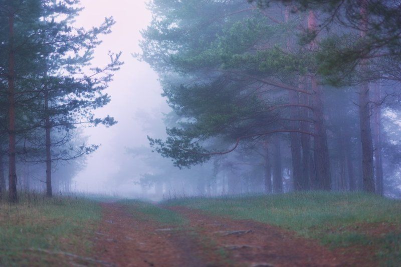 Смоленская область, Западная Двина, май, утро, туман, сосны Майские мгновения или История одного весеннего утра фото превью