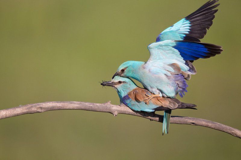 Coracias garrulus фото превью