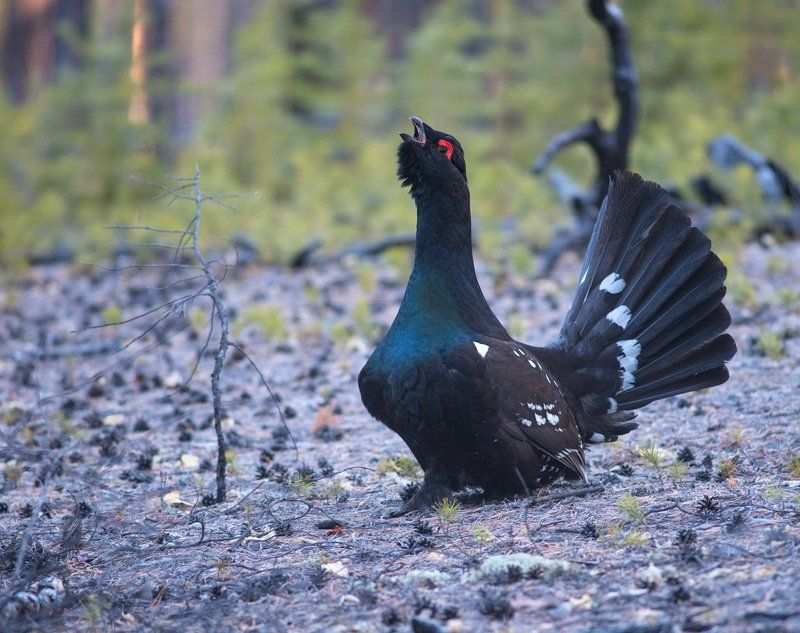 Осторожный сделав шаг фото превью
