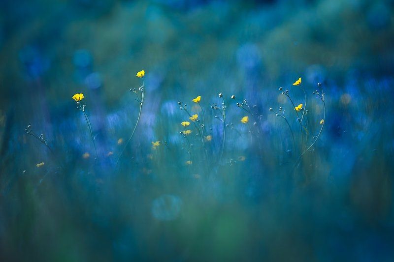 The scent of spring фото превью