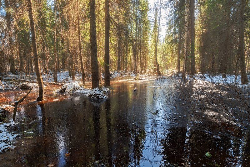 Коми, Лес, Май, Печора, Север Весенний лес мая фото превью