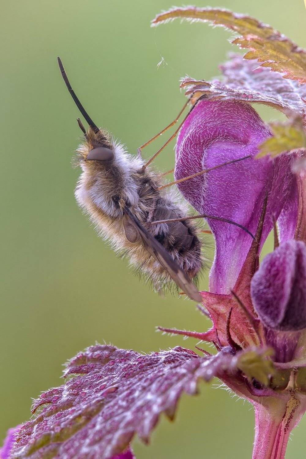 , Кузнецов Дмитрий