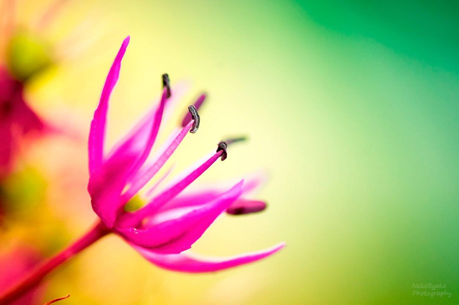 лук, макро, цветы, природа, растения, macro, onion, flower,plants, nature, Тараненко Анжелика