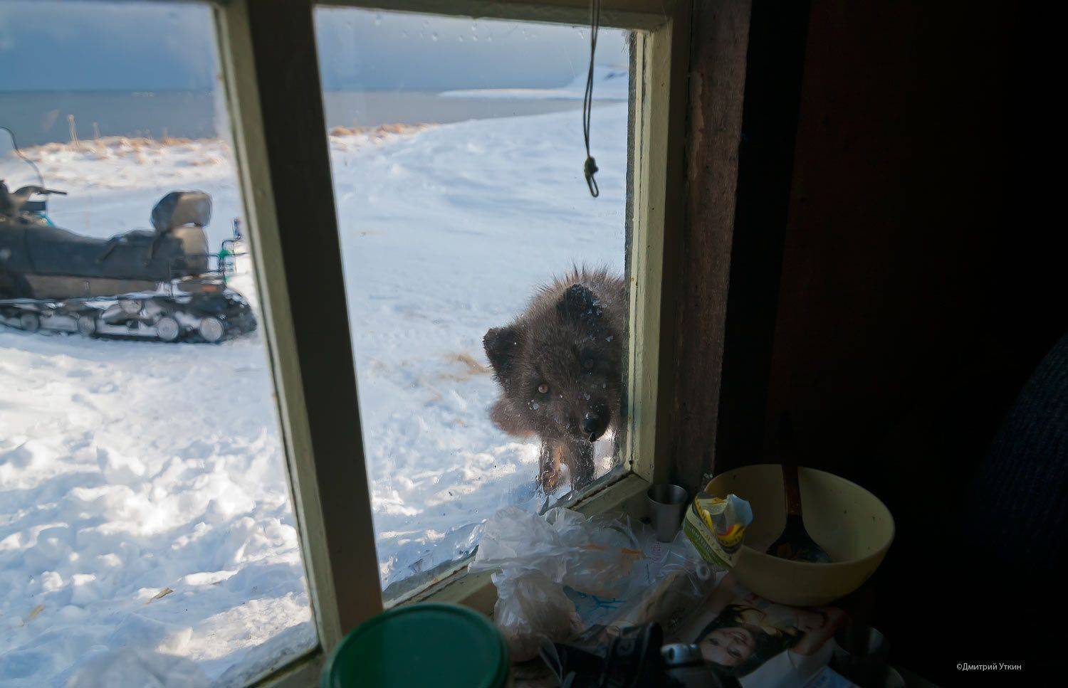 , Дмитрий Уткин