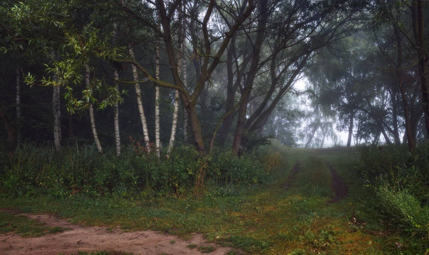 Дорога, Лес, Туман, Утро, Сергей Шабуневич