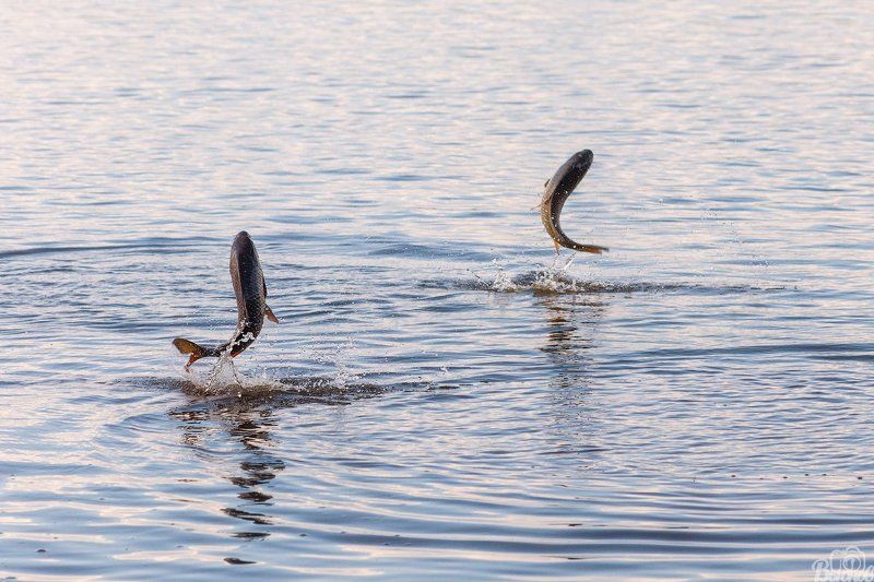 Синхронное плавание карпов. фото превью