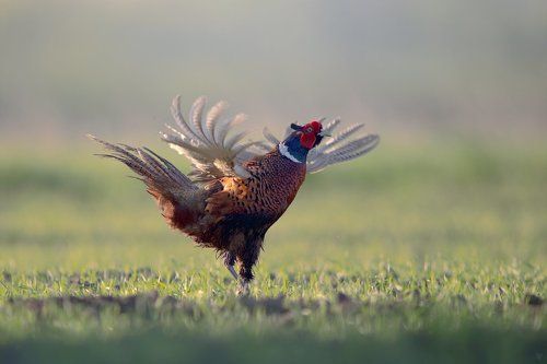 Cock-a-doodle-doo