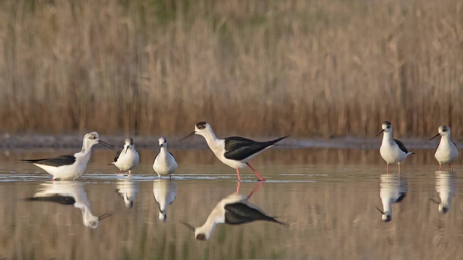 ходулочник, кокилобегач, Евгени Стефанов