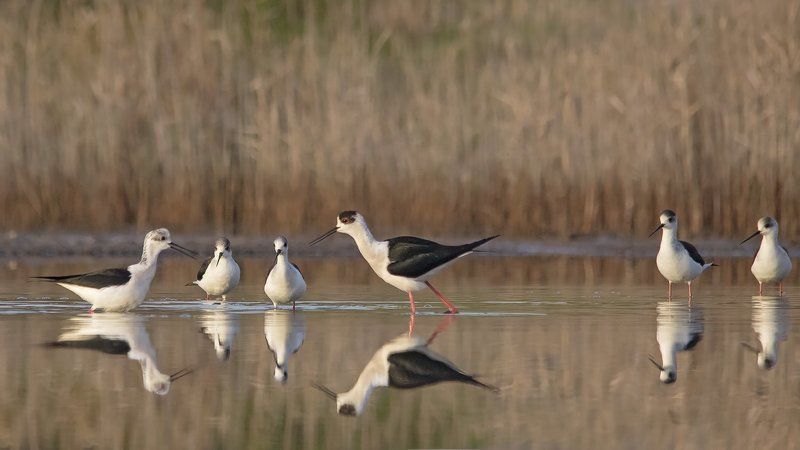 ходулочник, кокилобегач Дебат фото превью