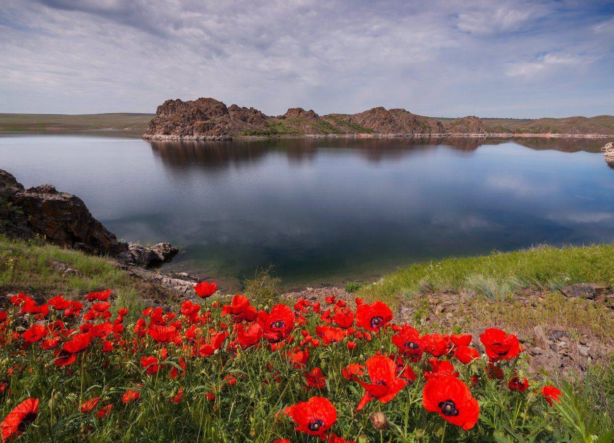 Весна, Казахстан, Куртинское водохранилище, Курты, Маки, Цветы, Ольга Кулакова