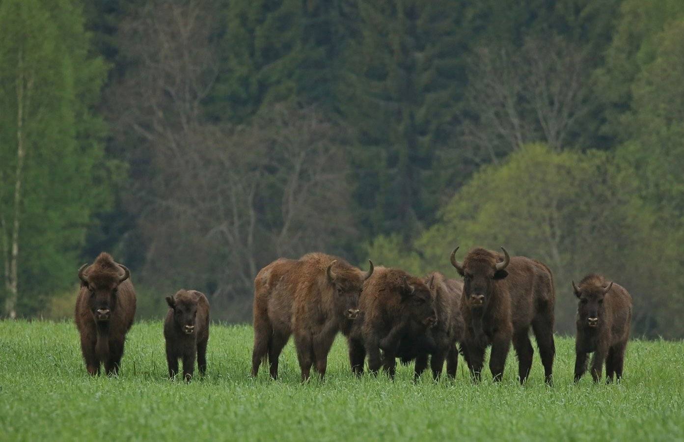 , Андрей Шимчук