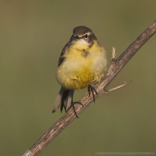Yellow wagtail.