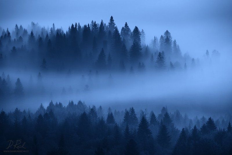 Pieniny, Slowakei, Slovak Republic, Slovak,  National park Pieniny, Europe, trees, forest, mountains, spring, cold, nature, travel, blue, twilight, dawn, mood, atmosphere, outdoors, spruce, awesome, beautiful place, night landscape, awesome place, interes Night forest фото превью