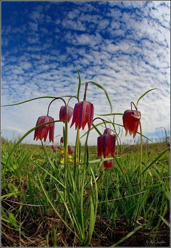 Рябчики фото превью