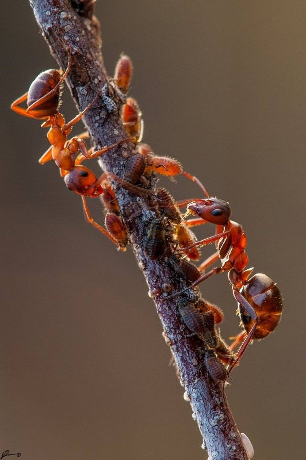 Insect, Macro, Makro, Nature, Mariusz Oparski