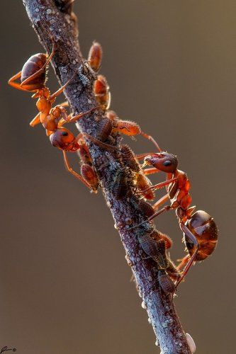 Ants