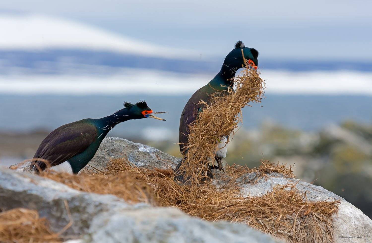 , Дмитрий Уткин