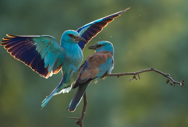 European Roller / Сизоворонка фото превью