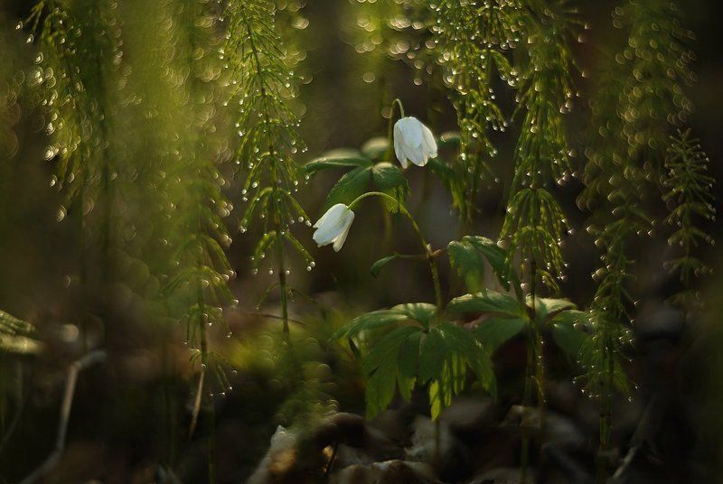 весна, май, цветы, рассвет Нежность мая фото превью