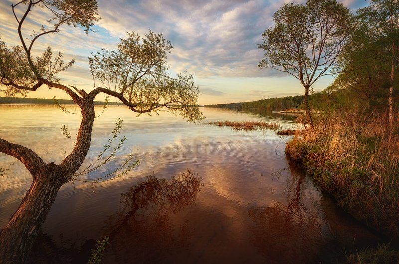Волга, Дерево, Небо, Облака, Река Волга фото превью