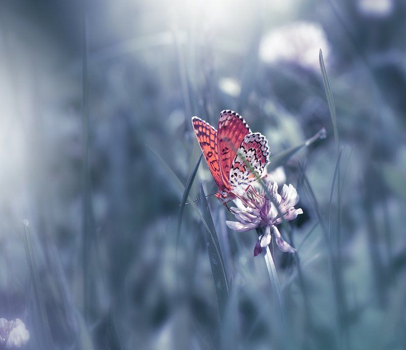 ~~~*O*~~~ фото превью