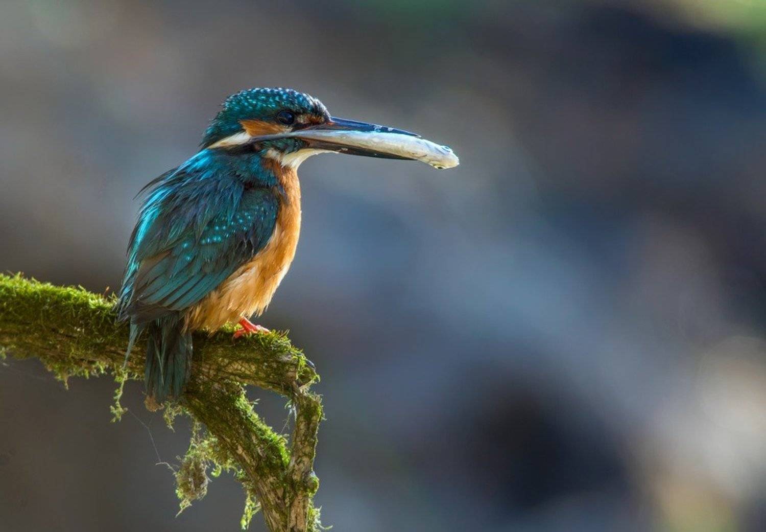 Зимородок, Рыбка, Александр Чибиркин