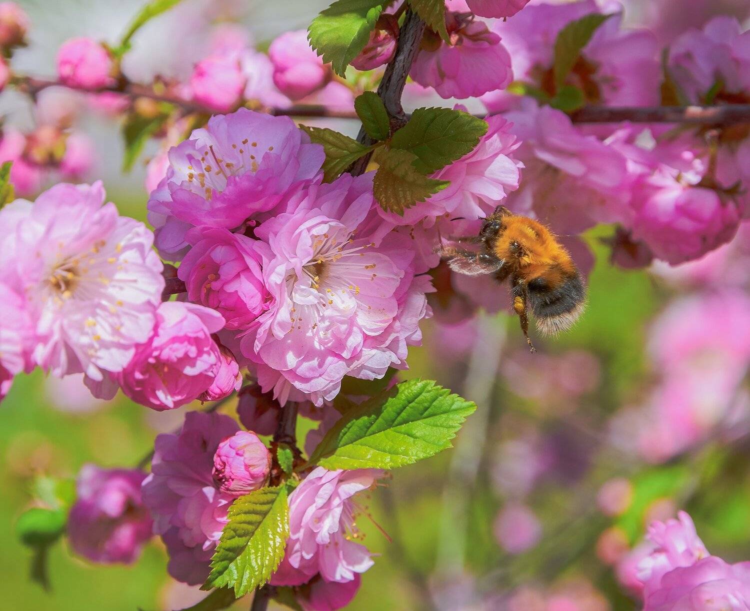 , Олег Богданов