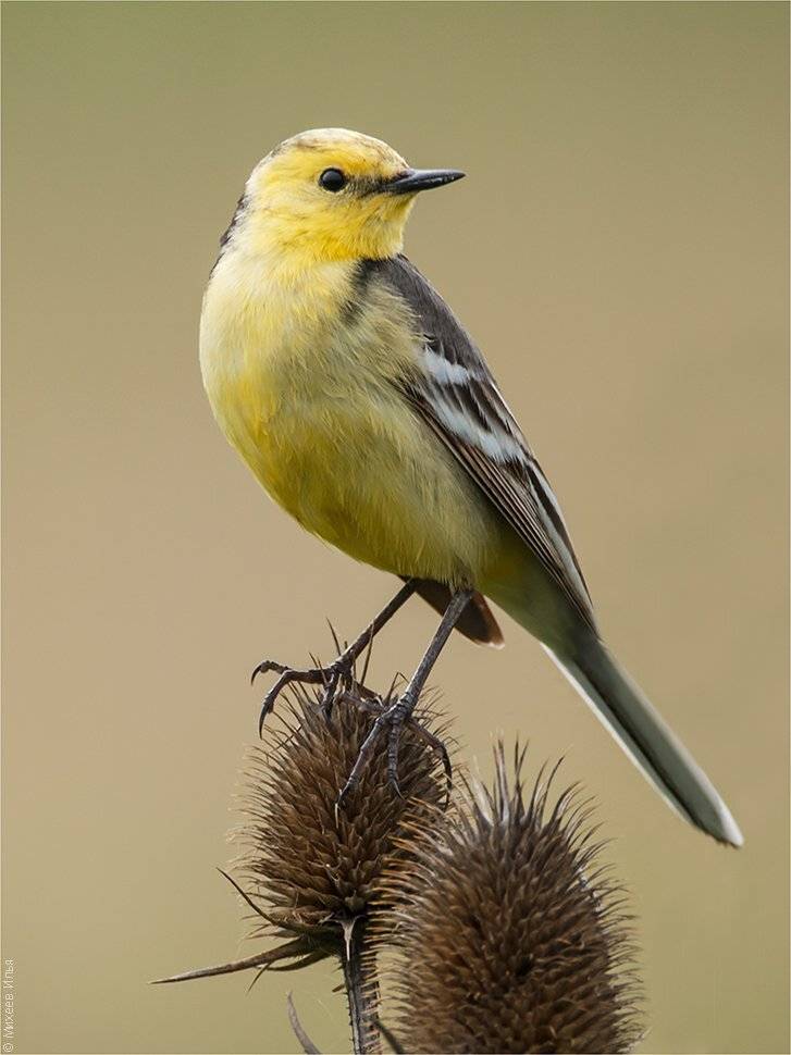 , Илья Михеев