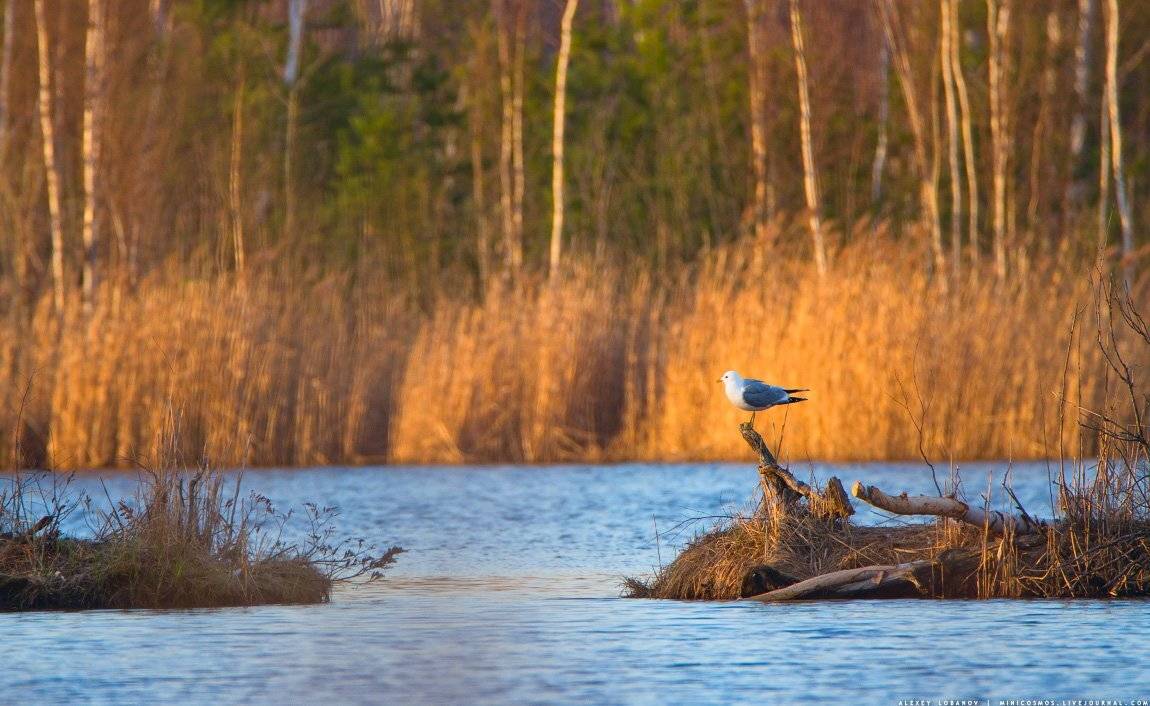 , Алексей Лобанов