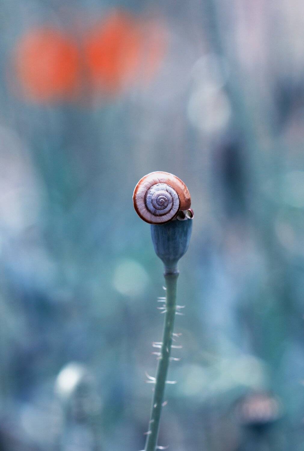 blue,macro,nature,flower, Naiden Bochev