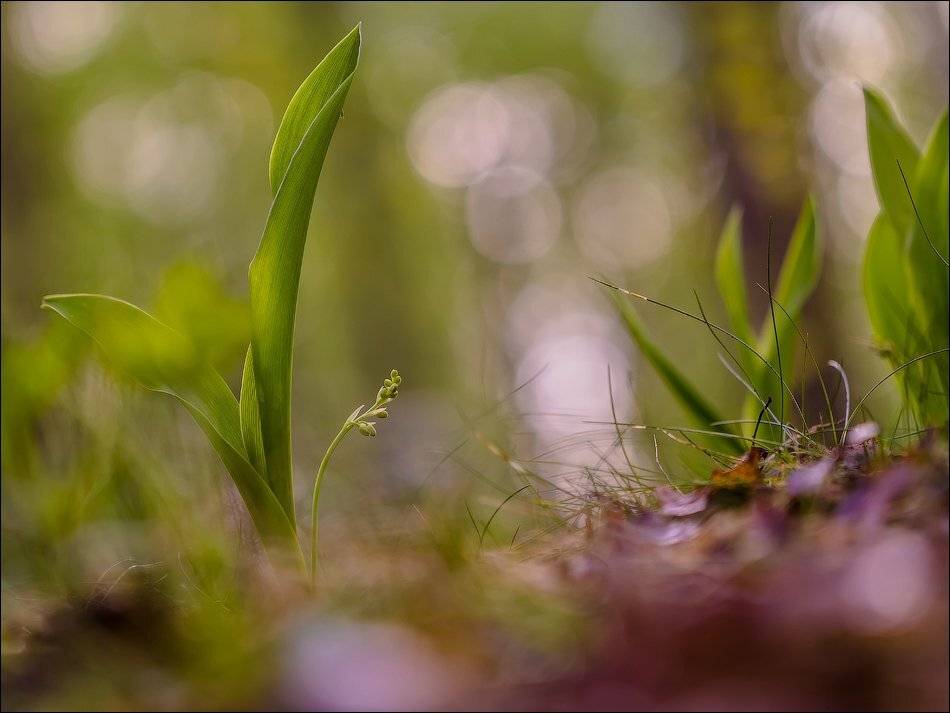 , Бурлов Андрей