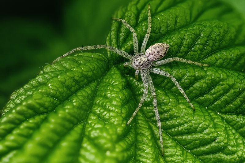 Волосатик фото превью