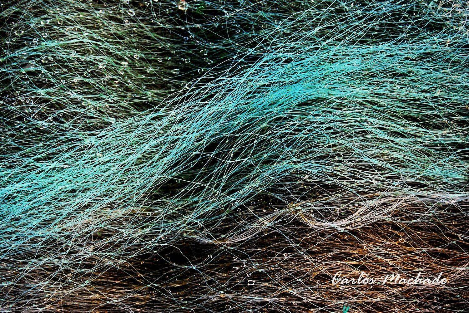 macro, travel, other, reportage, still life,, Carlos Machado