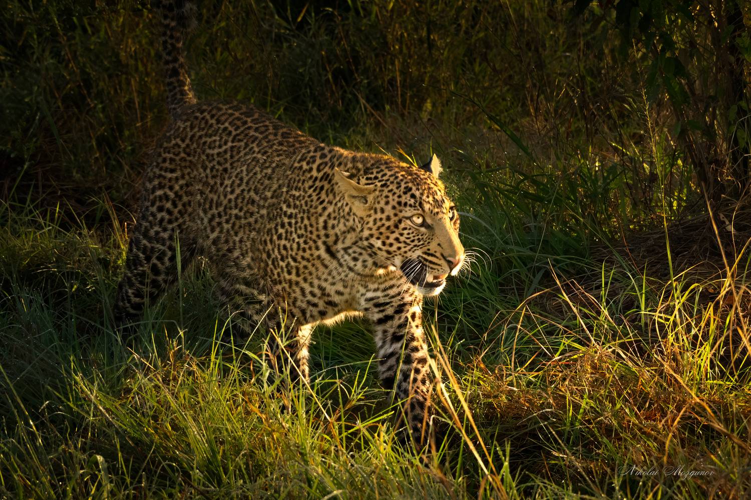 , Николай Мозгунов