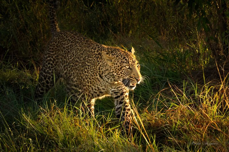 Вижу цель... фото превью