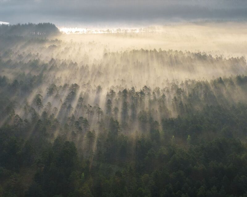 болота, болталенобласти, ленобласть Туман на болотах фото превью