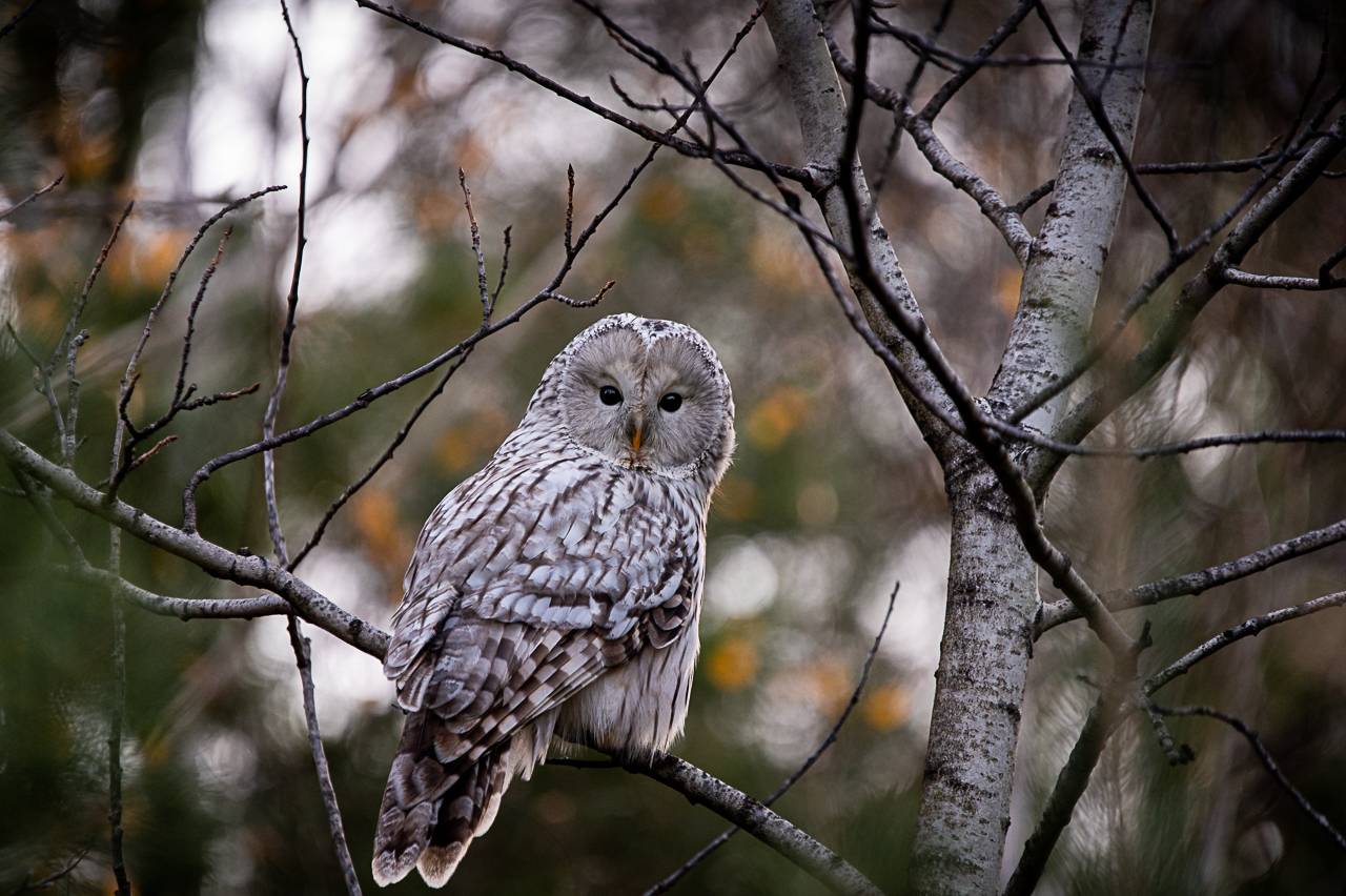 длиннохвостая неясыть, неясыть, сова, птица, Anton