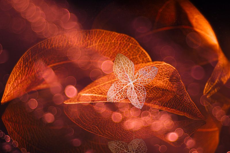 Indomitable фото превью