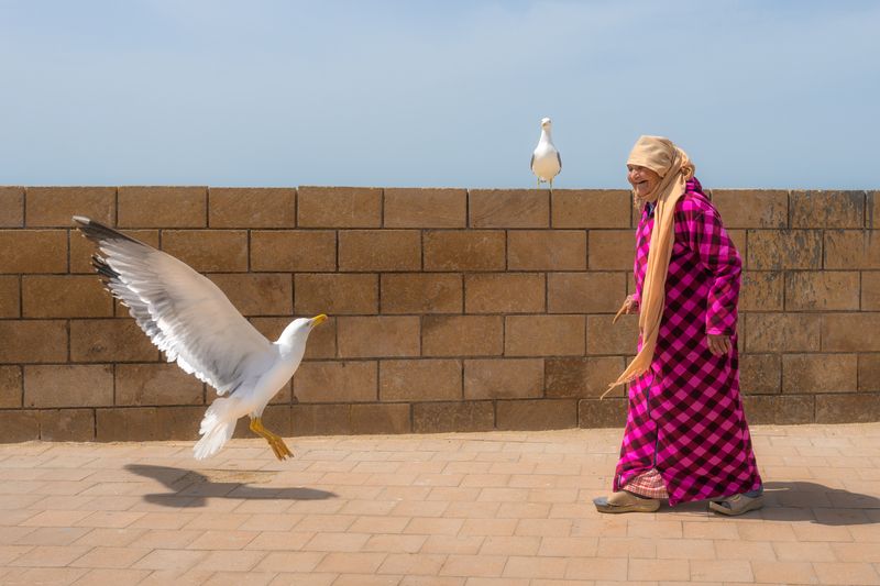 марокко, чайки, порт, maroc, marocco, street, city, blue, blue city, cat, etnic, africa  фото превью