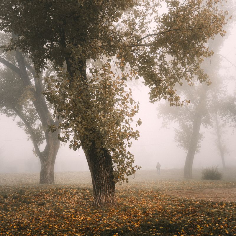 пейзаж, природа, туман, дымка, настроение, атмосфера, деревья, осень, парк, тишина, одиночество, минимализм, фигура, человек, мимолетный, жанр, мягкий свет, квадратный формат, композиция, изящное искусство, художественный, бледные цвета, приглушенный, тра Густой утренний туман стирает все границы, позволяя одинокой фигуре плыть сквозь бледный, приглушенный пейзаж уходящего сезона. Момент, который определяет тишина. фото превью