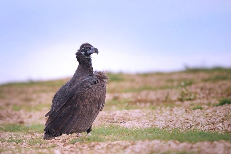 фотоохота, птица, гриф, осень, птицы, чёрный гриф, дагестан Чёрный гриф. фото превью