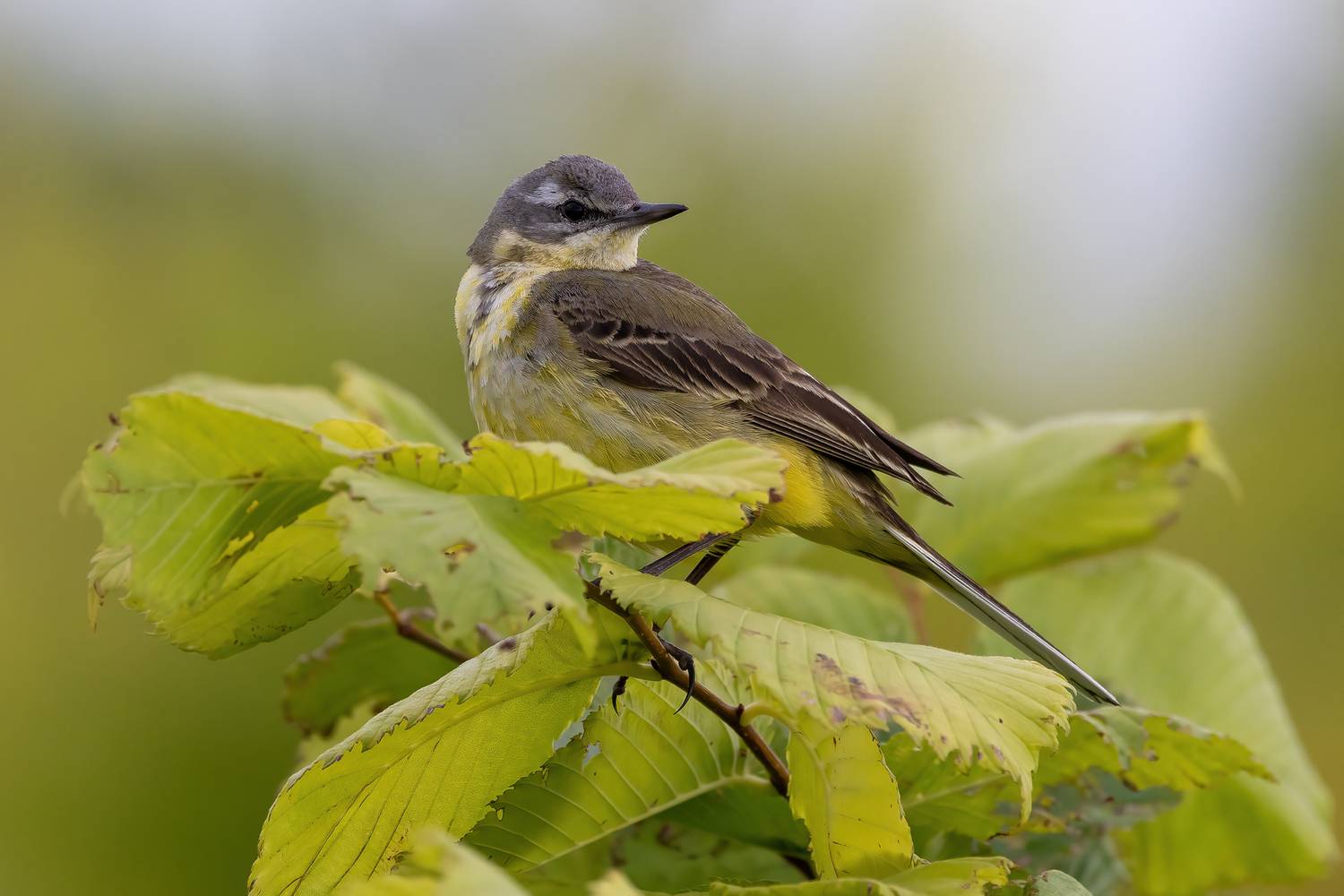 , Кузнецов Дмитрий